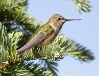 Broad tailed Hummingbird